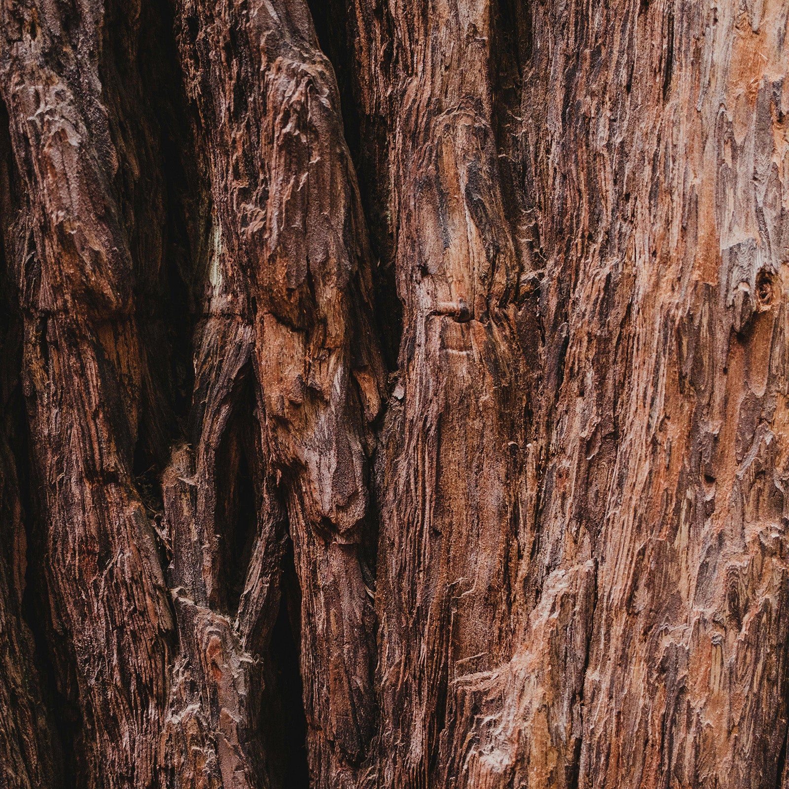 Sequoia_tree