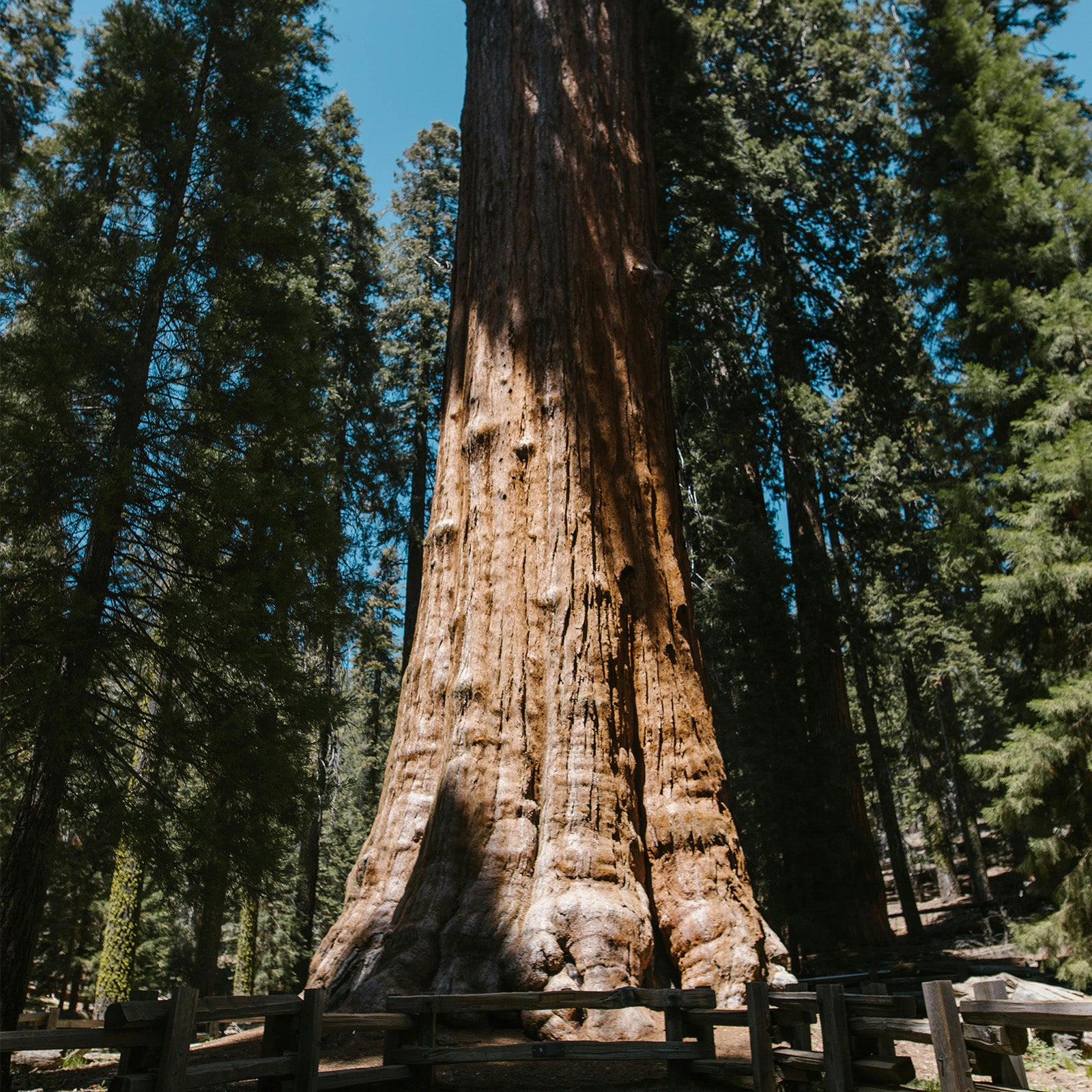 General_Sherman_great_Sequoia_tree_California